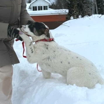 Собаки в добрые руки - Байкал - 3
