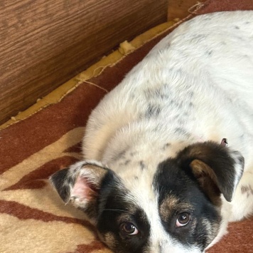 Собаки в добрые руки - Байкал - 4