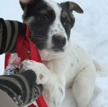 Собаки в добрые руки - Байкал - 5