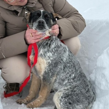 Собаки в добрые руки - Байкал - 7