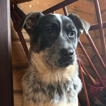 Собаки в добрые руки - Байкал - 8