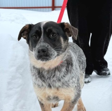 Собаки в добрые руки - Байкал - 9