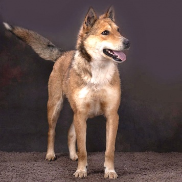 Собаки в добрые руки - Лори