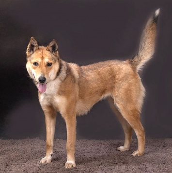 Собаки в добрые руки - Лори - 1