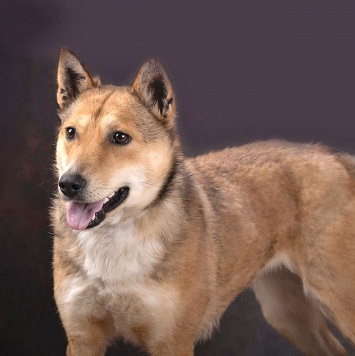 Собаки в добрые руки - Лори - 2