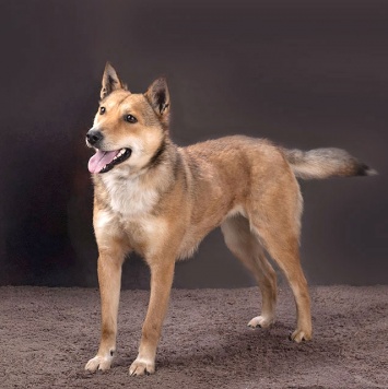 Собаки в добрые руки - Лори - 3