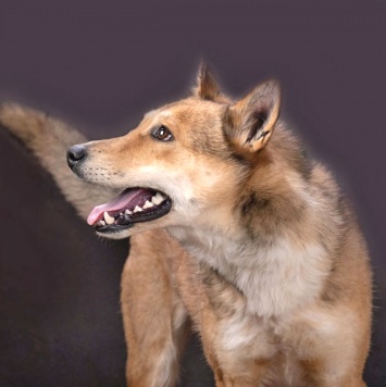 Собаки в добрые руки - Лори - 4