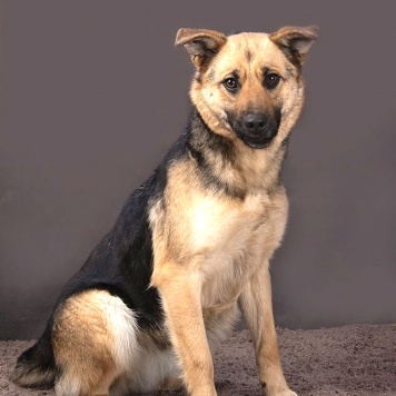 Собаки в добрые руки - Альма