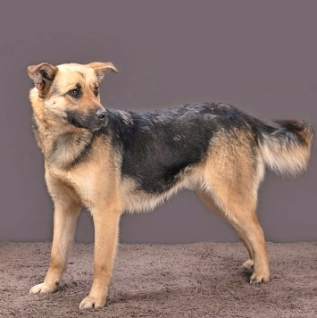 Собаки в добрые руки - Альма - 1