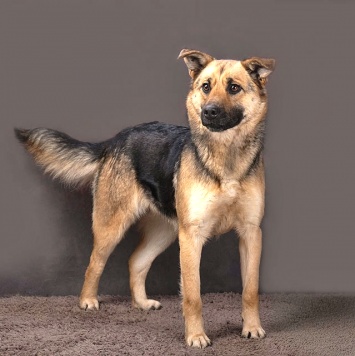 Собаки в добрые руки - Альма - 2