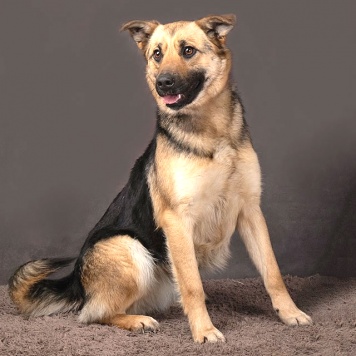 Собаки в добрые руки - Альма - 3