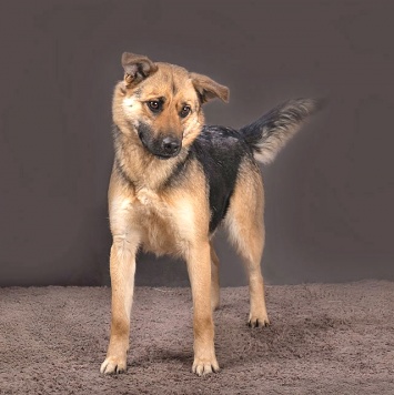 Собаки в добрые руки - Альма - 4