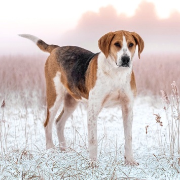 Собаки в добрые руки - Зара - 1