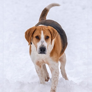 Собаки в добрые руки - Зара - 2