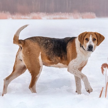 Собаки в добрые руки - Зара - 3