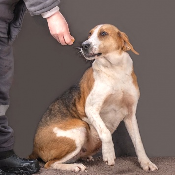 Собаки в добрые руки - Зара - 4