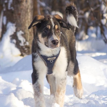Робби - Собаки в добрые руки