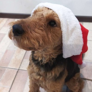 Руна - Собаки в добрые руки