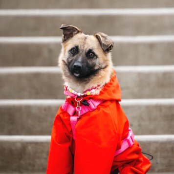 Собаки в добрые руки - Соня