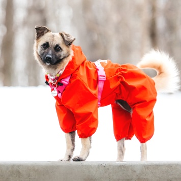 Собаки в добрые руки - Соня - 1