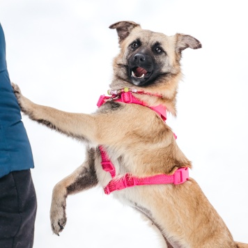 Собаки в добрые руки - Соня - 2