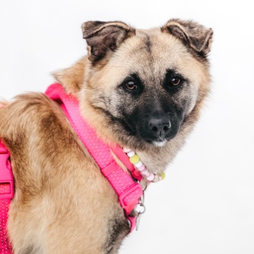 Собаки в добрые руки - Соня - 3