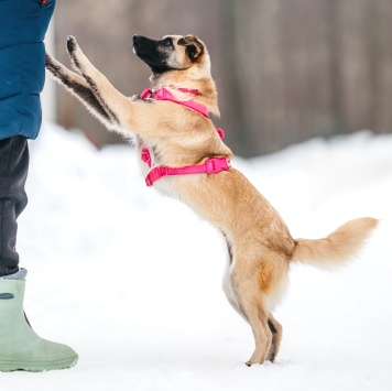 Собаки в добрые руки - Соня - 4