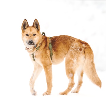 Собаки в добрые руки - Дэя