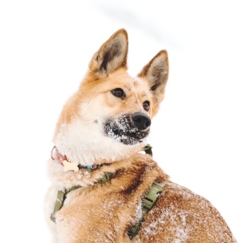 Собаки в добрые руки - Дэя - 1