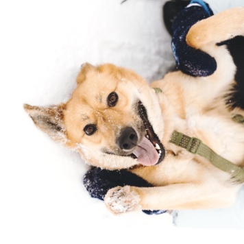 Собаки в добрые руки - Дэя - 2