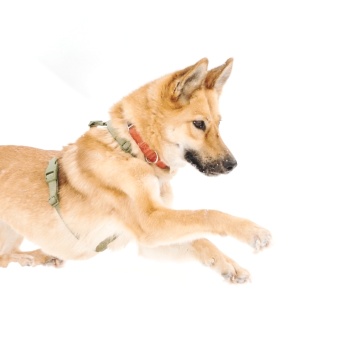 Собаки в добрые руки - Дэя - 4