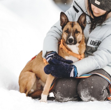 Собаки в добрые руки - Пряник
