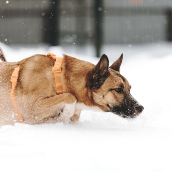 Собаки в добрые руки - Пряник - 2