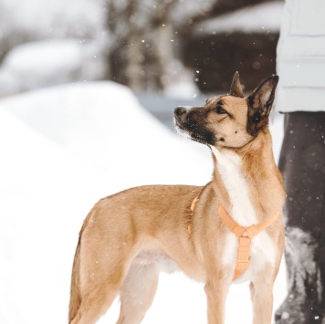 Собаки в добрые руки - Пряник - 3