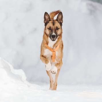 Собаки в добрые руки - Пряник - 4