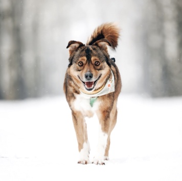 Собаки в добрые руки - Айма