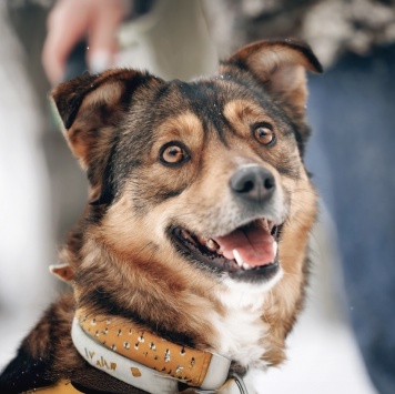 Собаки в добрые руки - Айма - 1