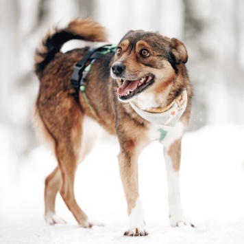 Собаки в добрые руки - Айма - 2