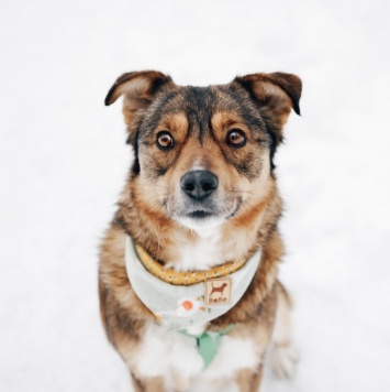 Собаки в добрые руки - Айма - 3