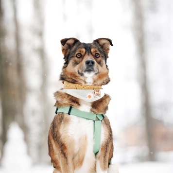 Собаки в добрые руки - Айма - 4