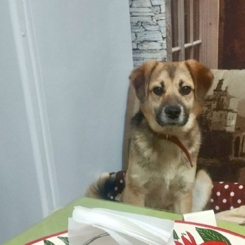 Малыш - Собаки в добрые руки