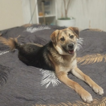 Собаки в добрые руки - Малыш - 1