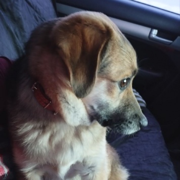 Собаки в добрые руки - Малыш - 2