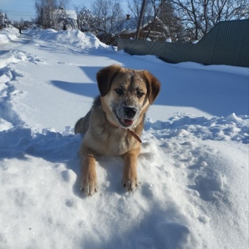 Собаки в добрые руки - Малыш - 3