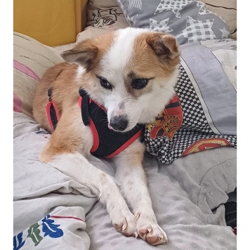 Пропавшие собаки - Манки - 2