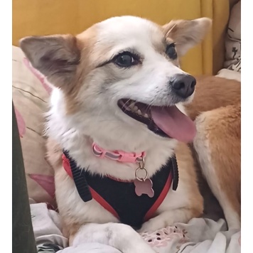 Пропавшие собаки - Манки - 1