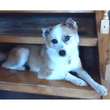 Пропавшие собаки - Манки - 4