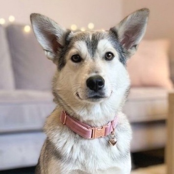 Собаки в добрые руки - Тайра