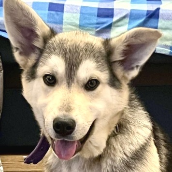 Собаки в добрые руки - Астра