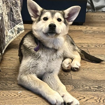 Собаки в добрые руки - Астра - 1